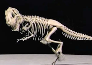 Скелет динозавра в движении